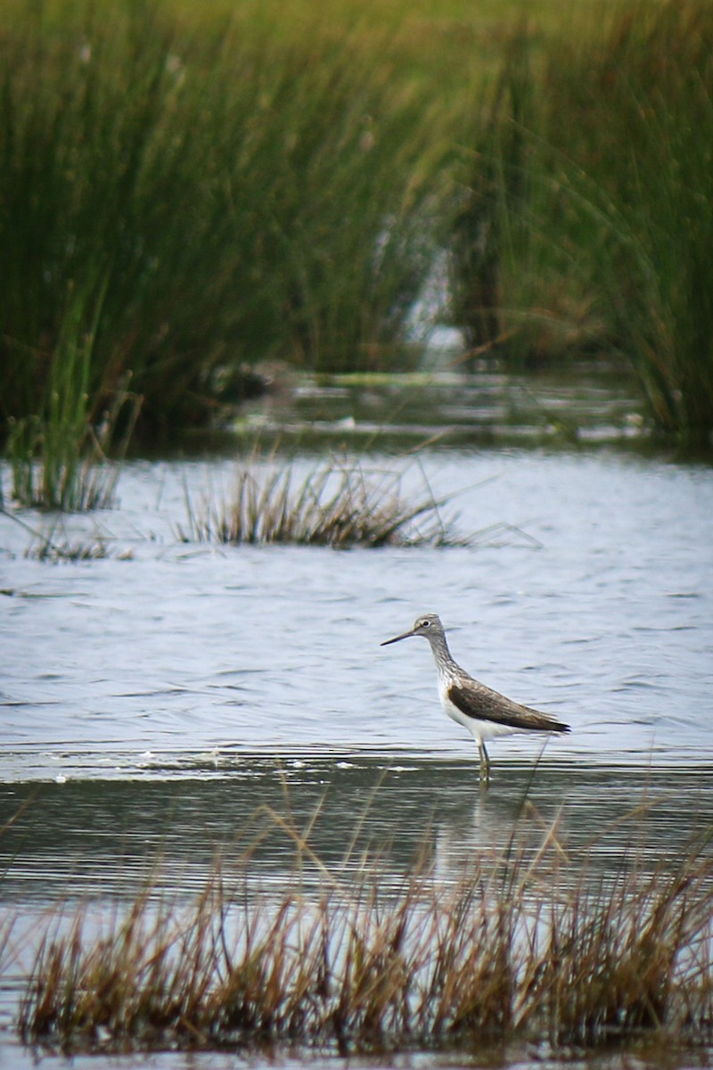 Common Greenshank - ML618726722