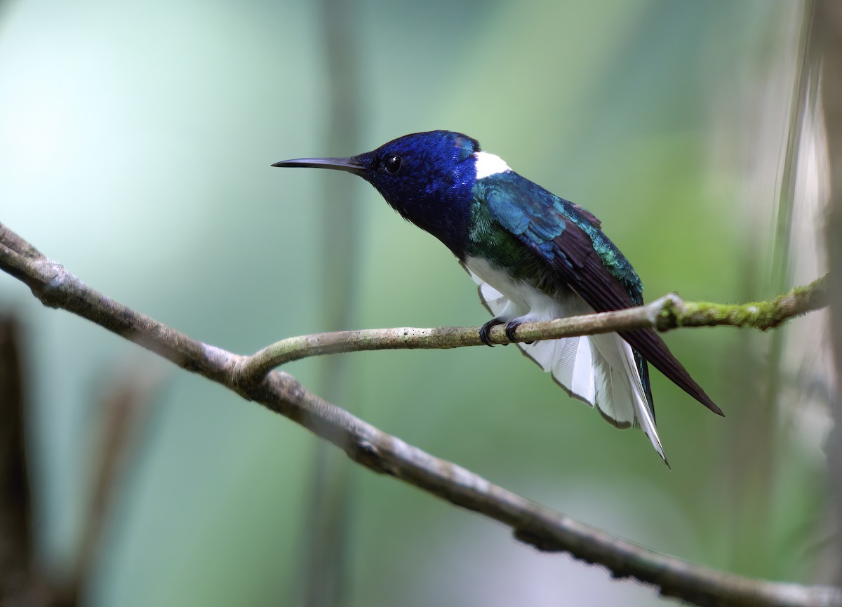 White-necked Jacobin - ML618726731