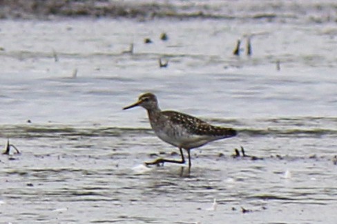 Wood Sandpiper - ML618726758