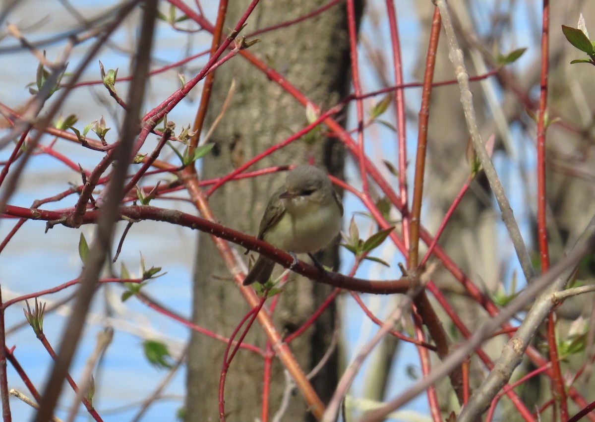 Warbling Vireo - Serge Benoit