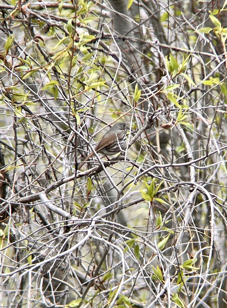 Fox Sparrow (Slate-colored) - ML618726782