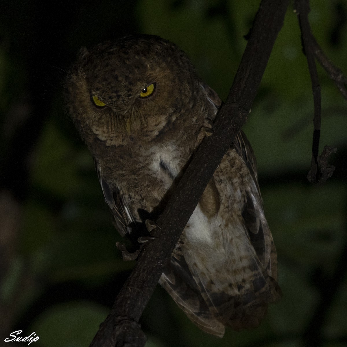 Mountain Scops-Owl - Sudip Ghosh