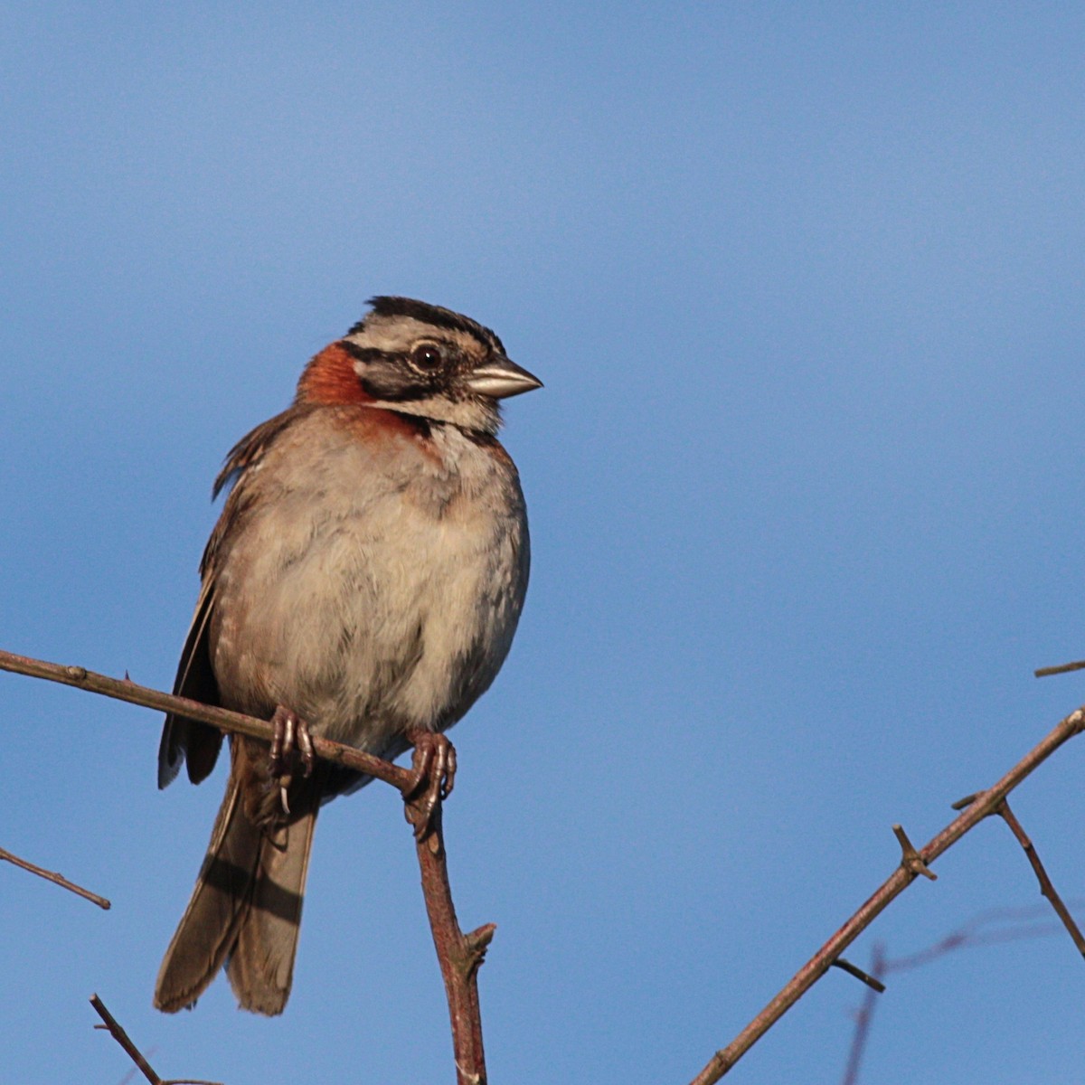 Rufous-collared Sparrow - Paulo Krieser