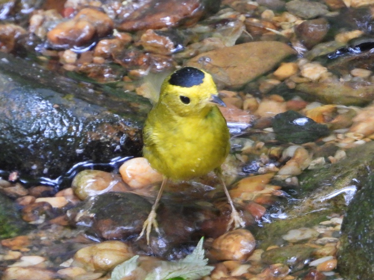 Wilson's Warbler - Mike Cianciosi