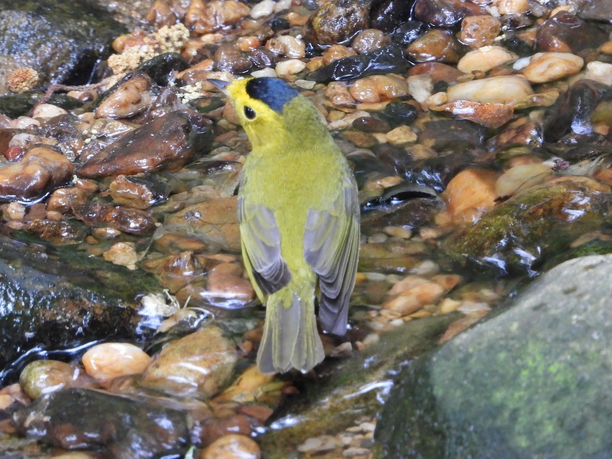 Wilson's Warbler - ML618726883