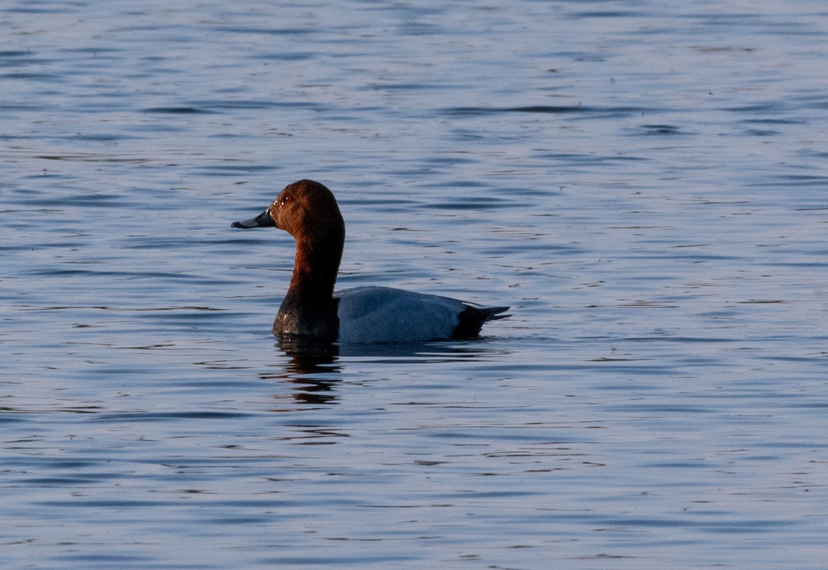 Common Pochard - ML618726888