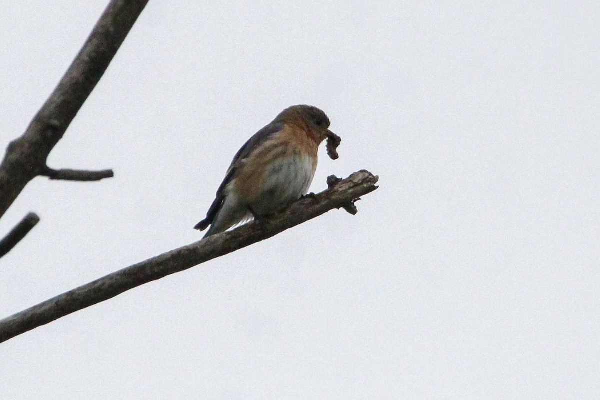 Eastern Bluebird - Corey Wagner