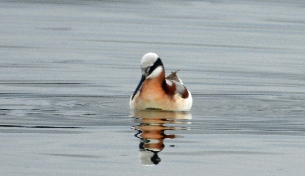 Wilson's Phalarope - Sharon Dewart-Hansen