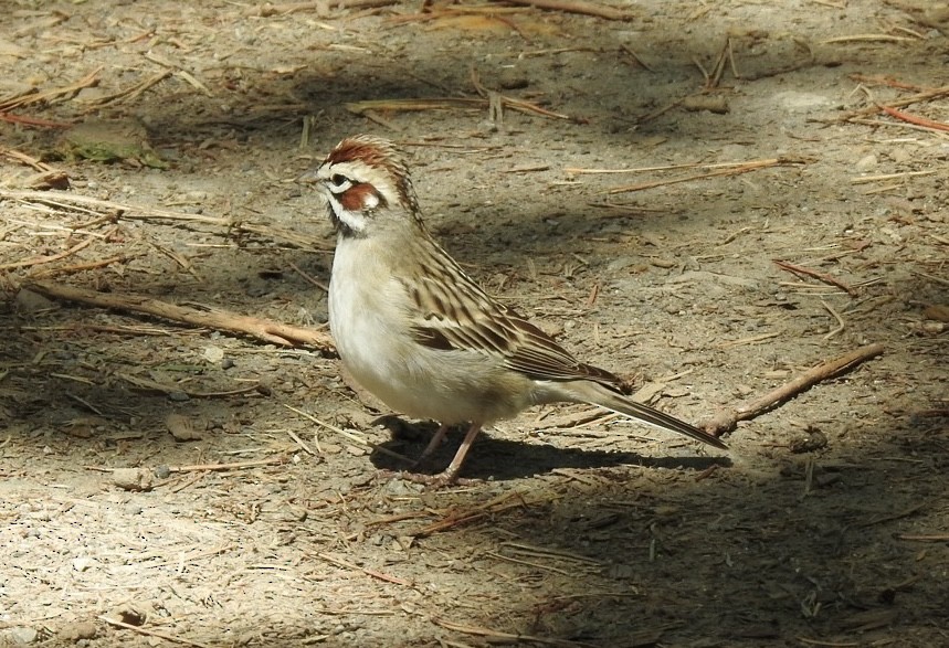 Lark Sparrow - ML618726924