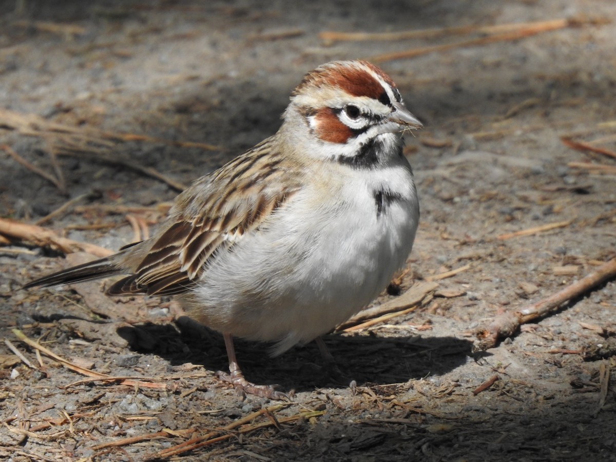 Lark Sparrow - ML618726925