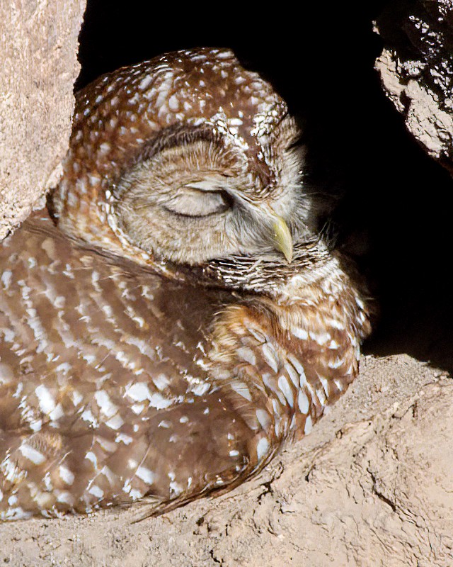 Spotted Owl - ML618726983