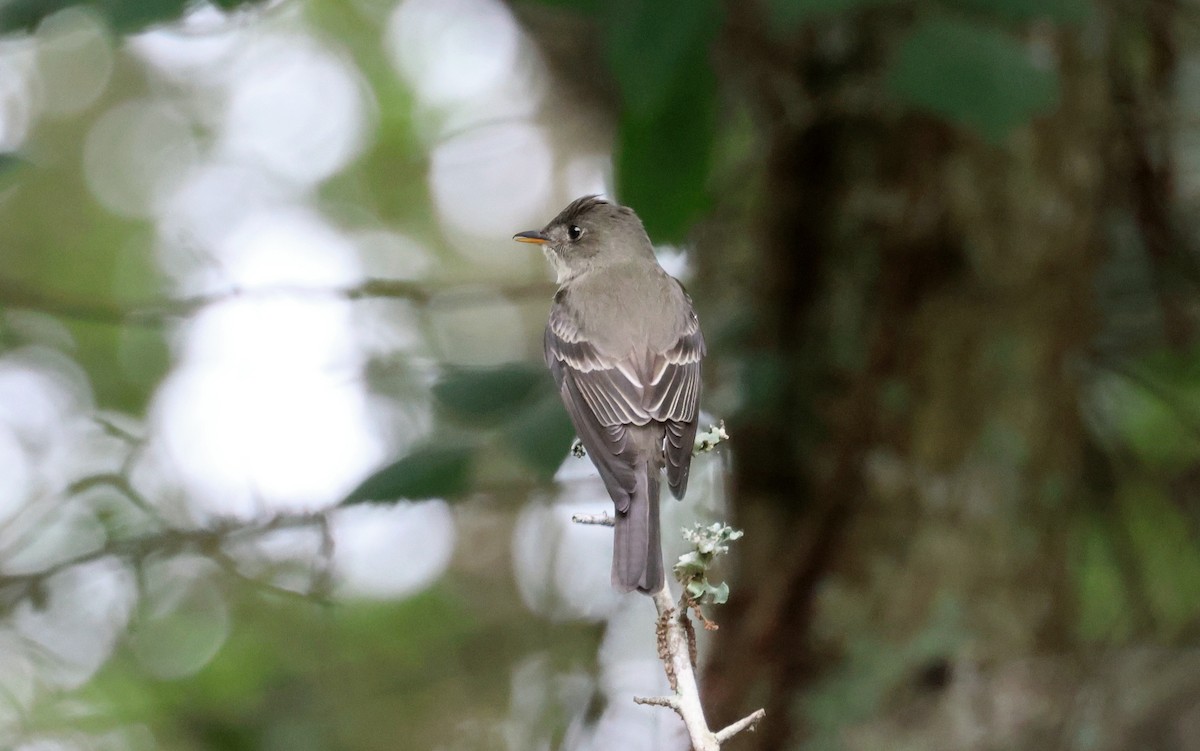 Eastern Wood-Pewee - ML618726985