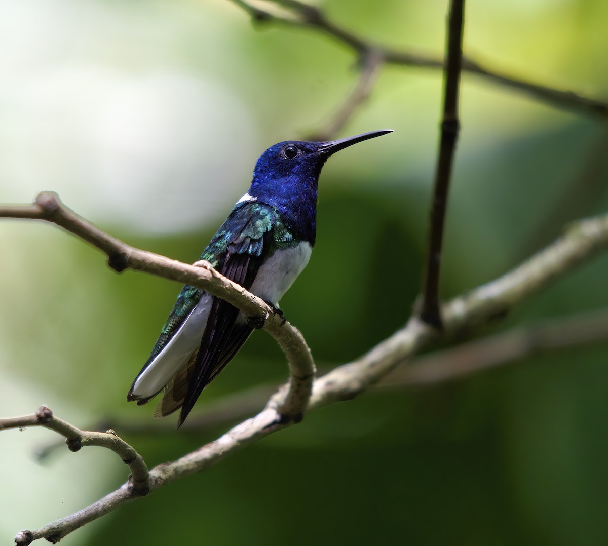 White-necked Jacobin - Wayne Gillatt