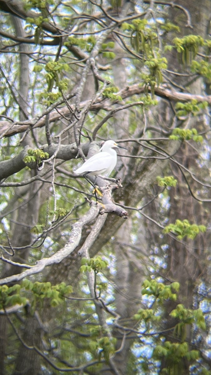 Snowy Egret - Devin Banning