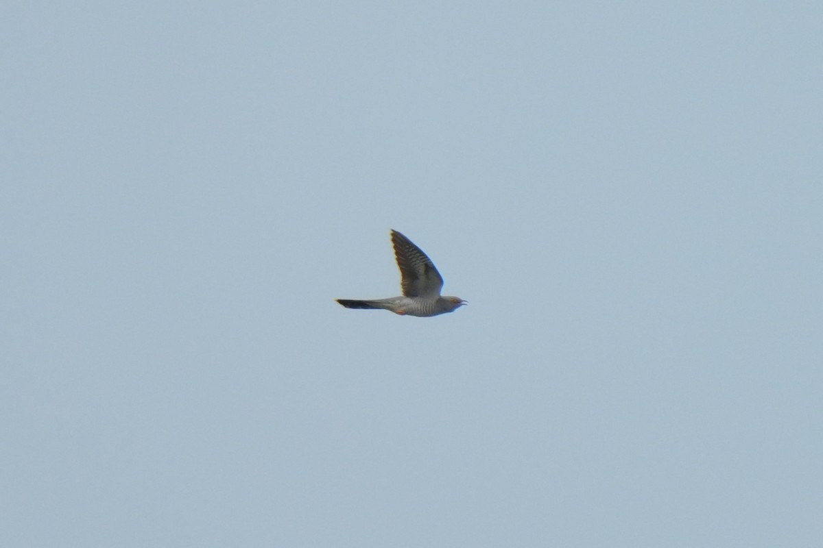 Common Cuckoo - Krzysztof Kasprzyk