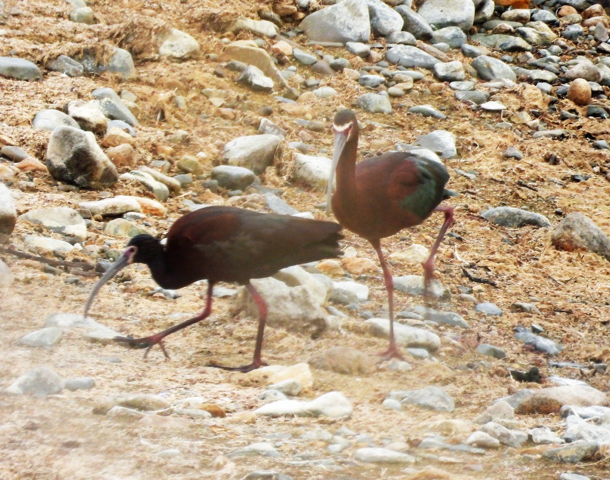 Ibis à face blanche - ML618727035