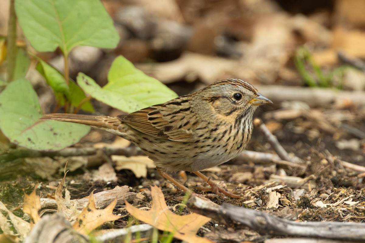 Lincoln's Sparrow - R Brodell