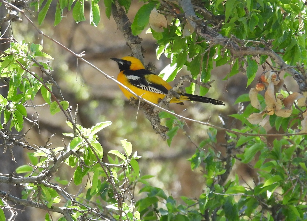 Hooded Oriole - Stephen Long