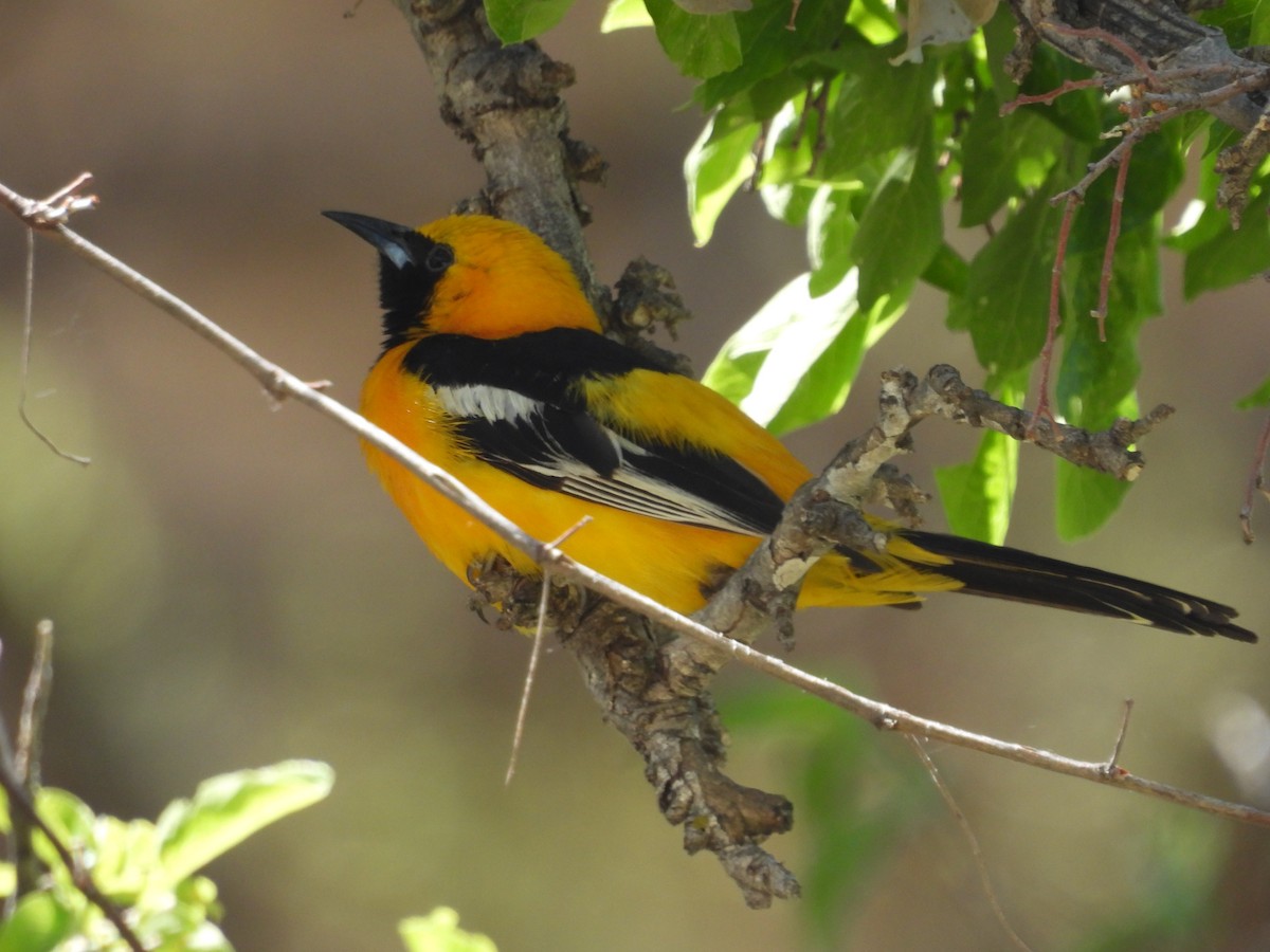 Oriole masqué - ML618727212