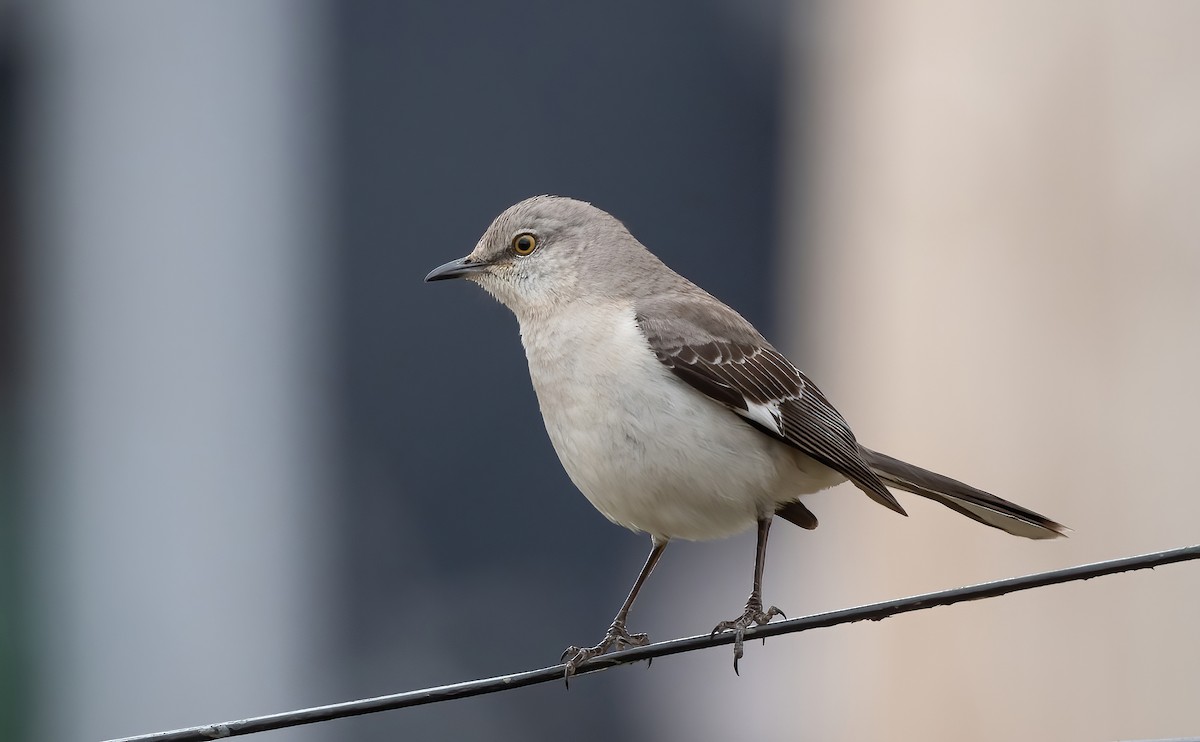 Northern Mockingbird - Annie Lavoie