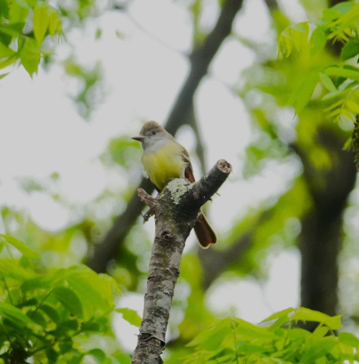 Great Crested Flycatcher - Brian Lineaweaver