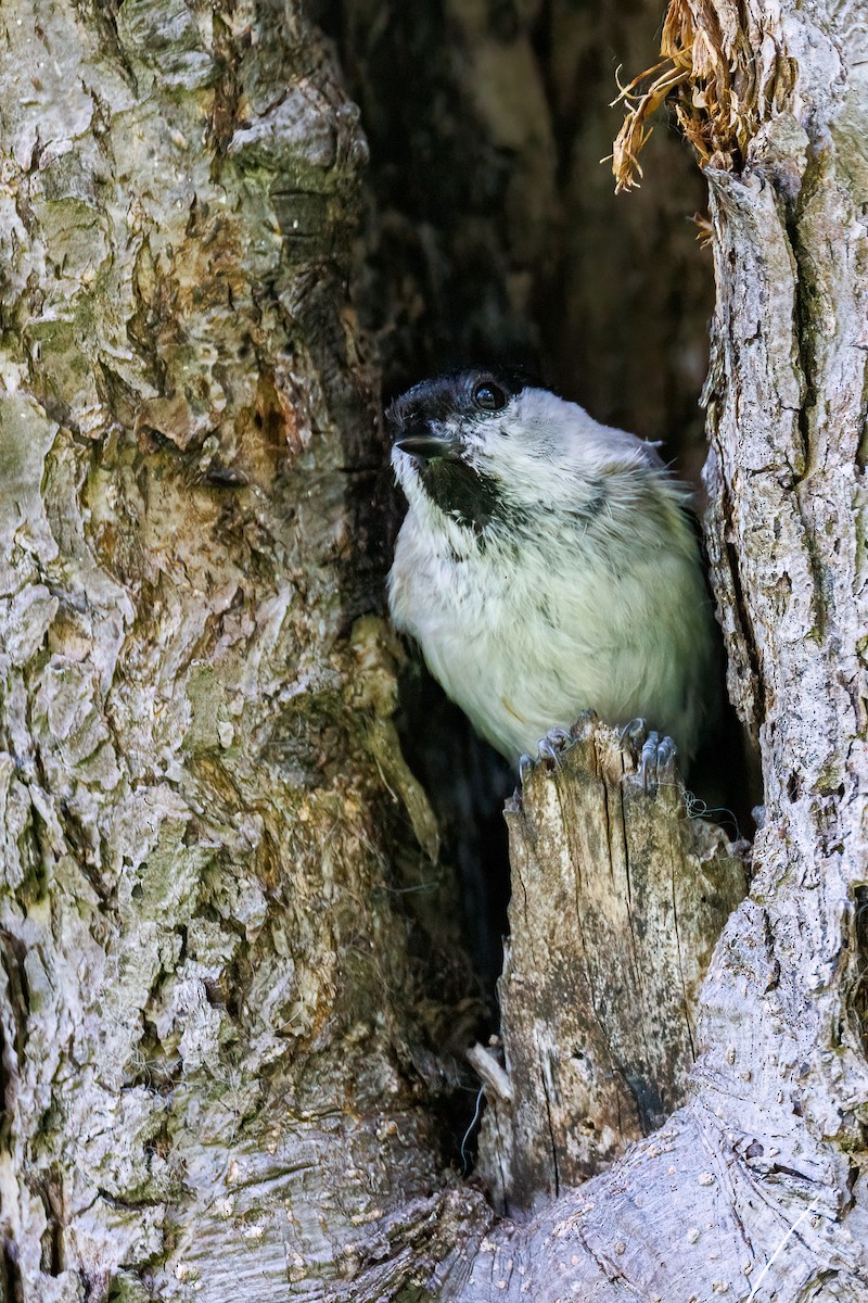 Marsh Tit - ML618727357