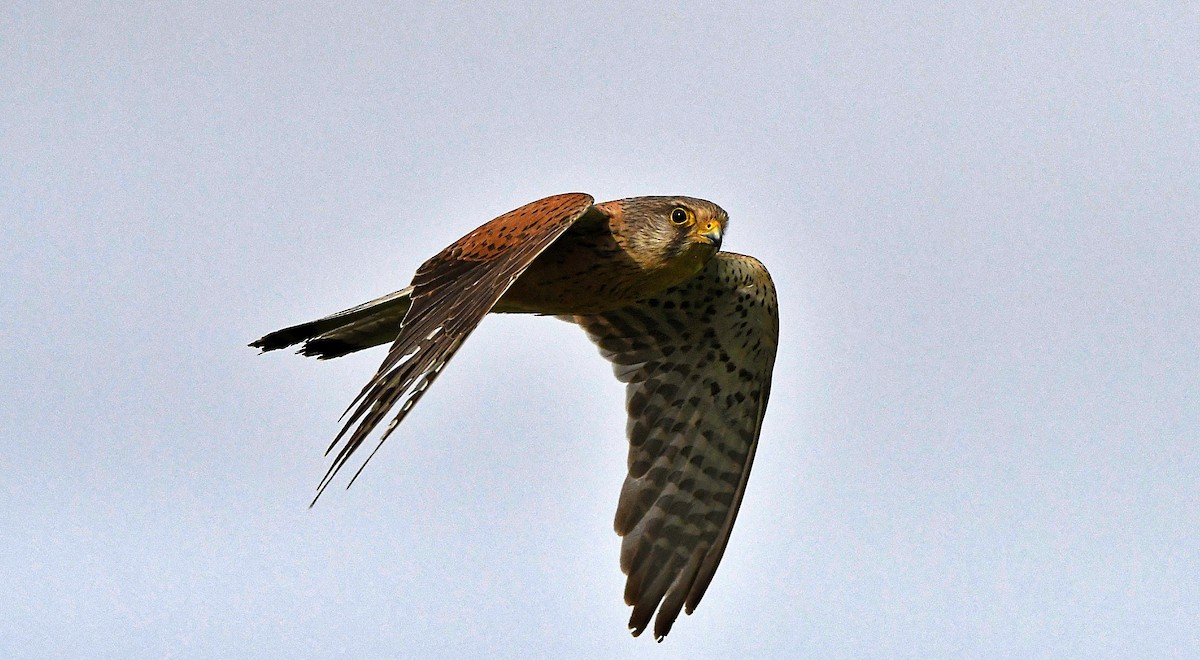 Eurasian Kestrel - ML618727374