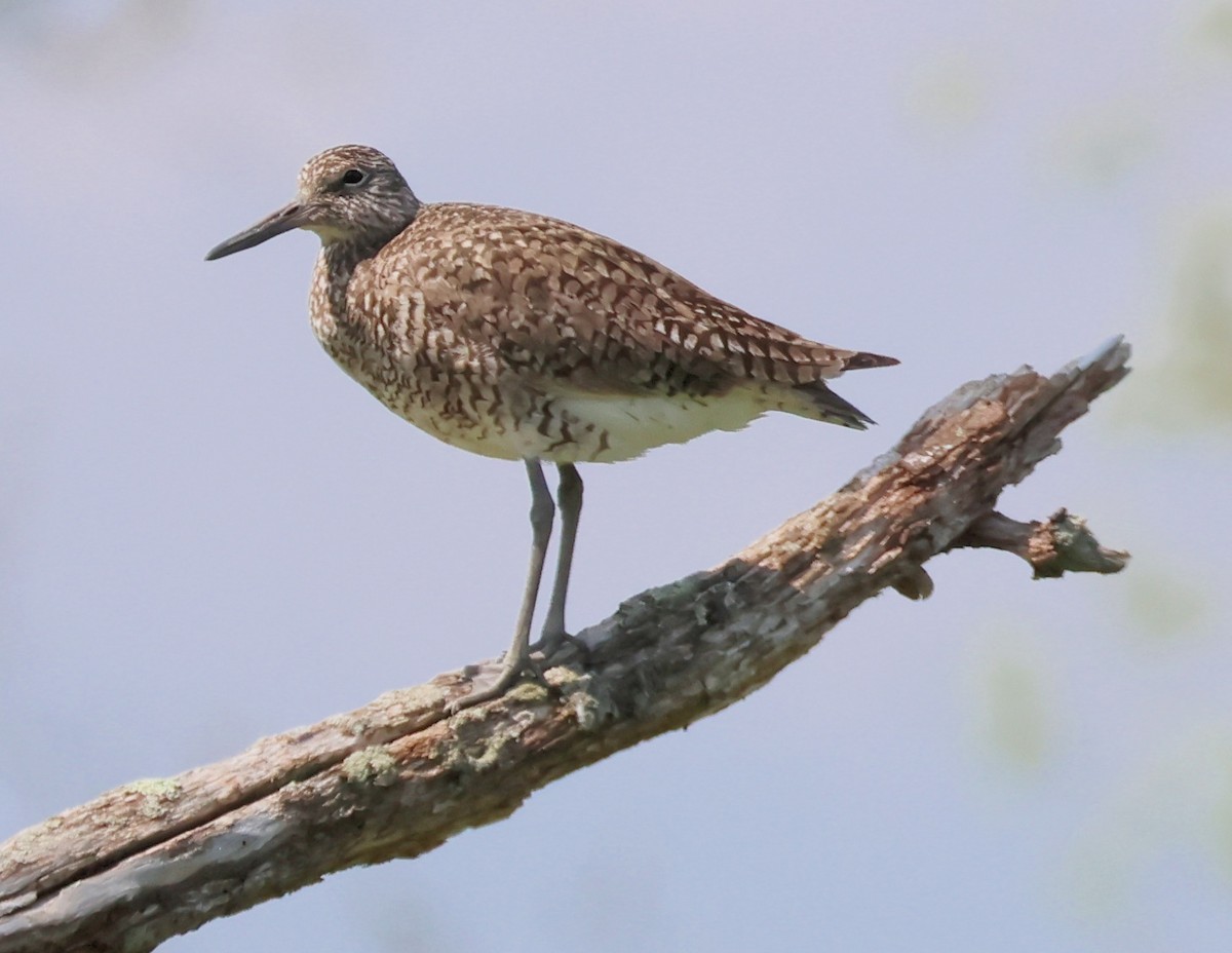 Willet - Dean Rupp