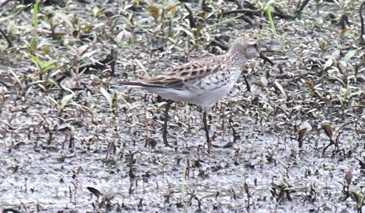 White-rumped Sandpiper - ML618727433