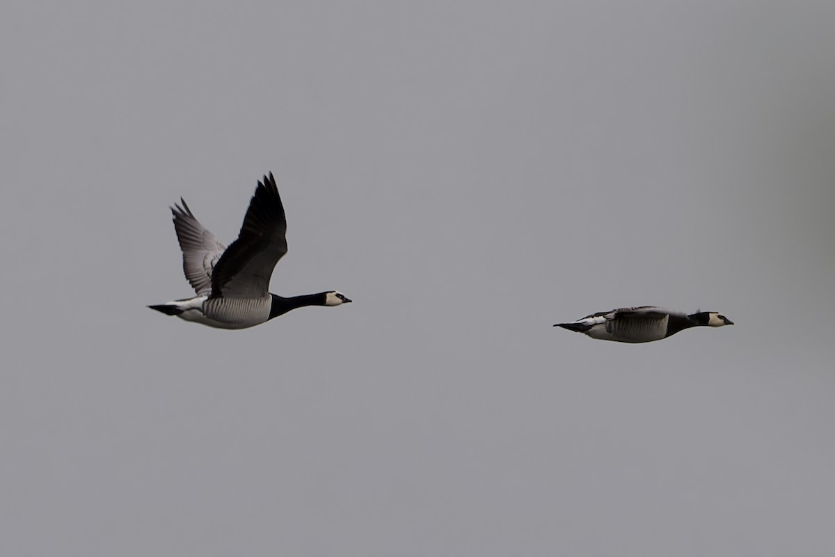 Barnacle Goose - Robert Cousins