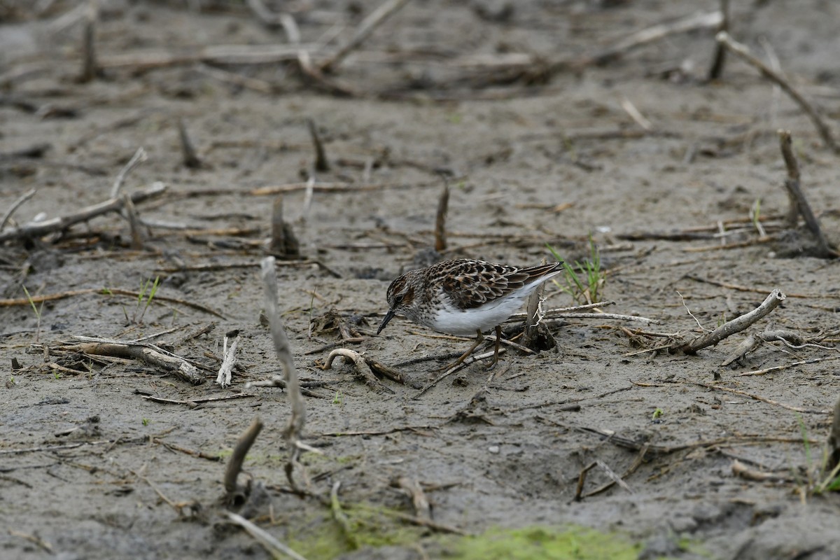 Least Sandpiper - Mike St.Pierre