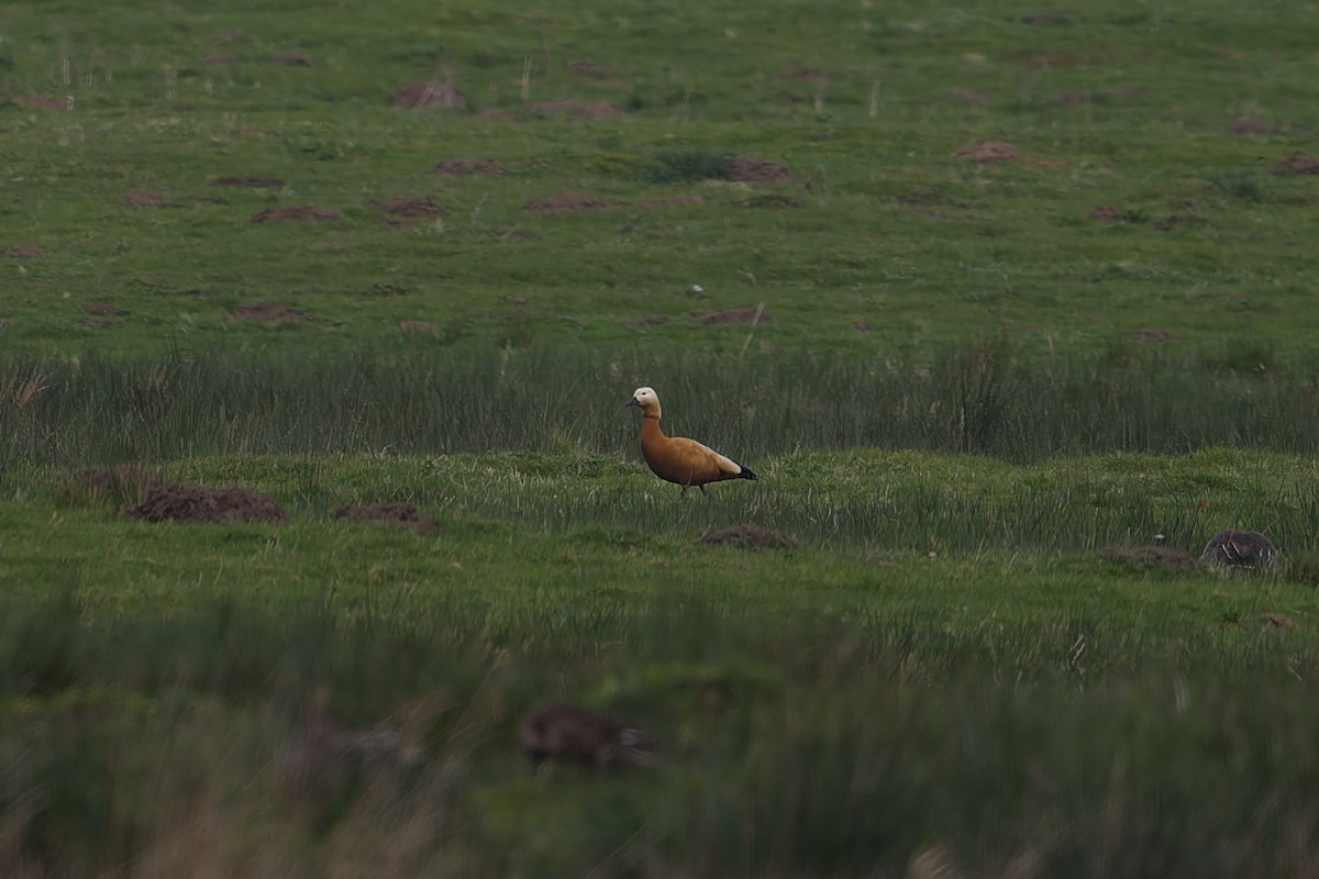 Ruddy Shelduck - ML618727492