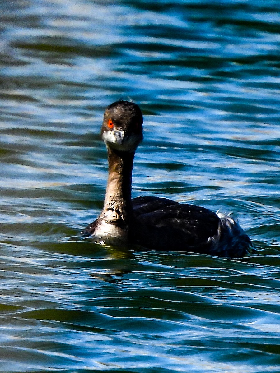 Eared Grebe - ML618727503