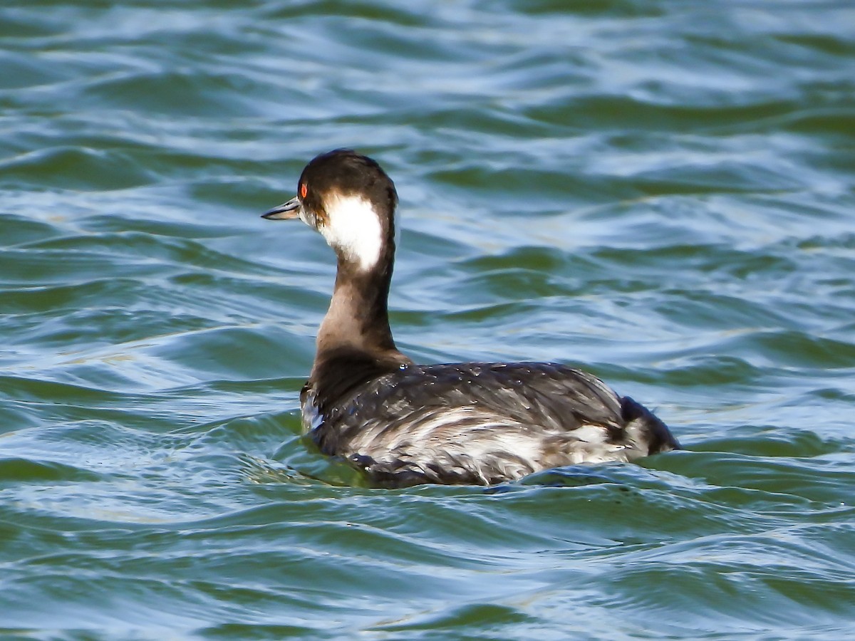 Eared Grebe - ML618727508