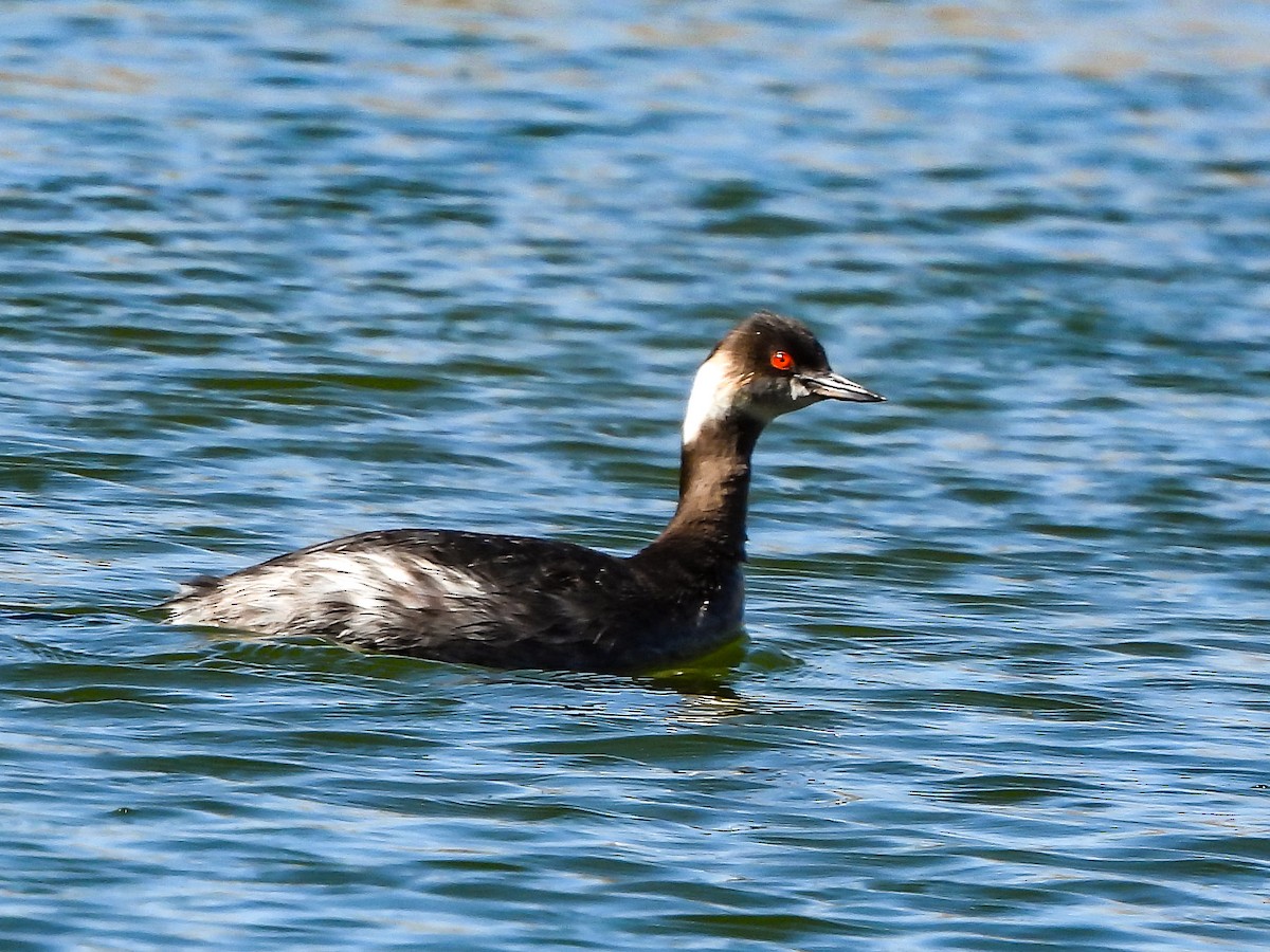 Eared Grebe - ML618727509