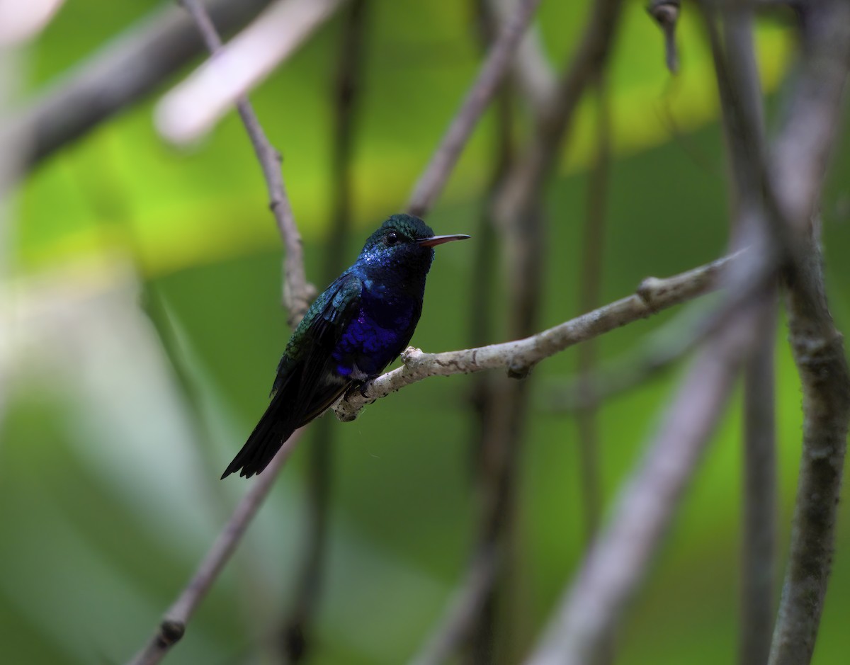 Violet-bellied Hummingbird - Wayne Gillatt