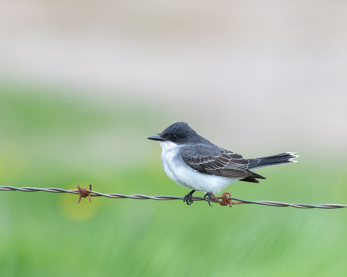 Eastern Kingbird - ML618727524