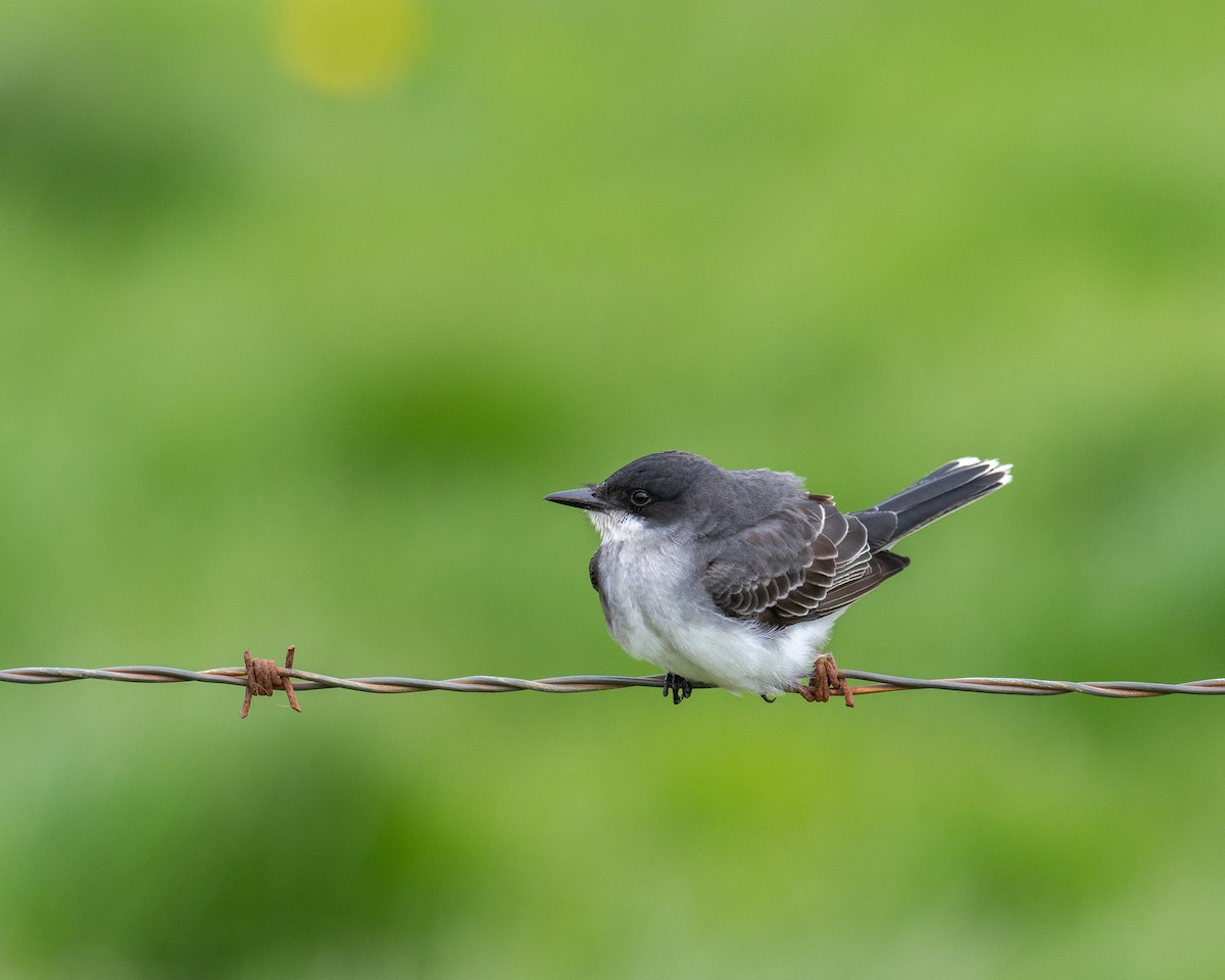 Eastern Kingbird - ML618727525