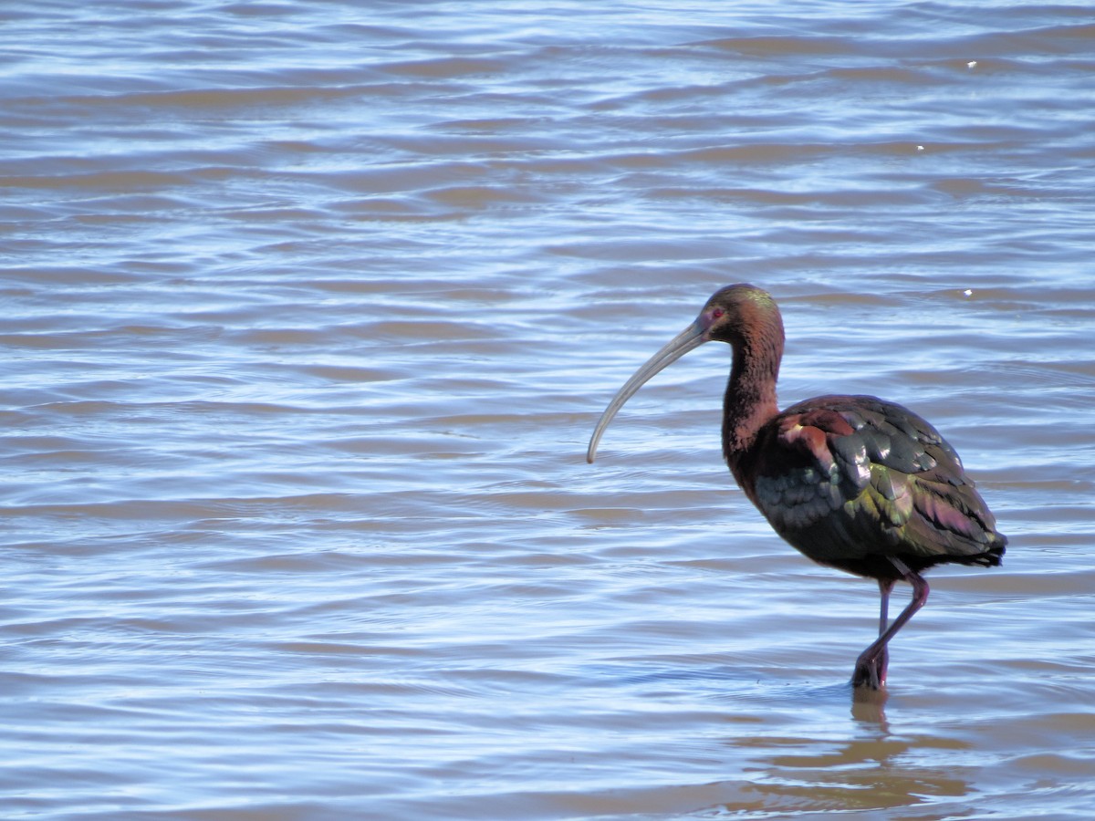 ibis americký - ML618727528