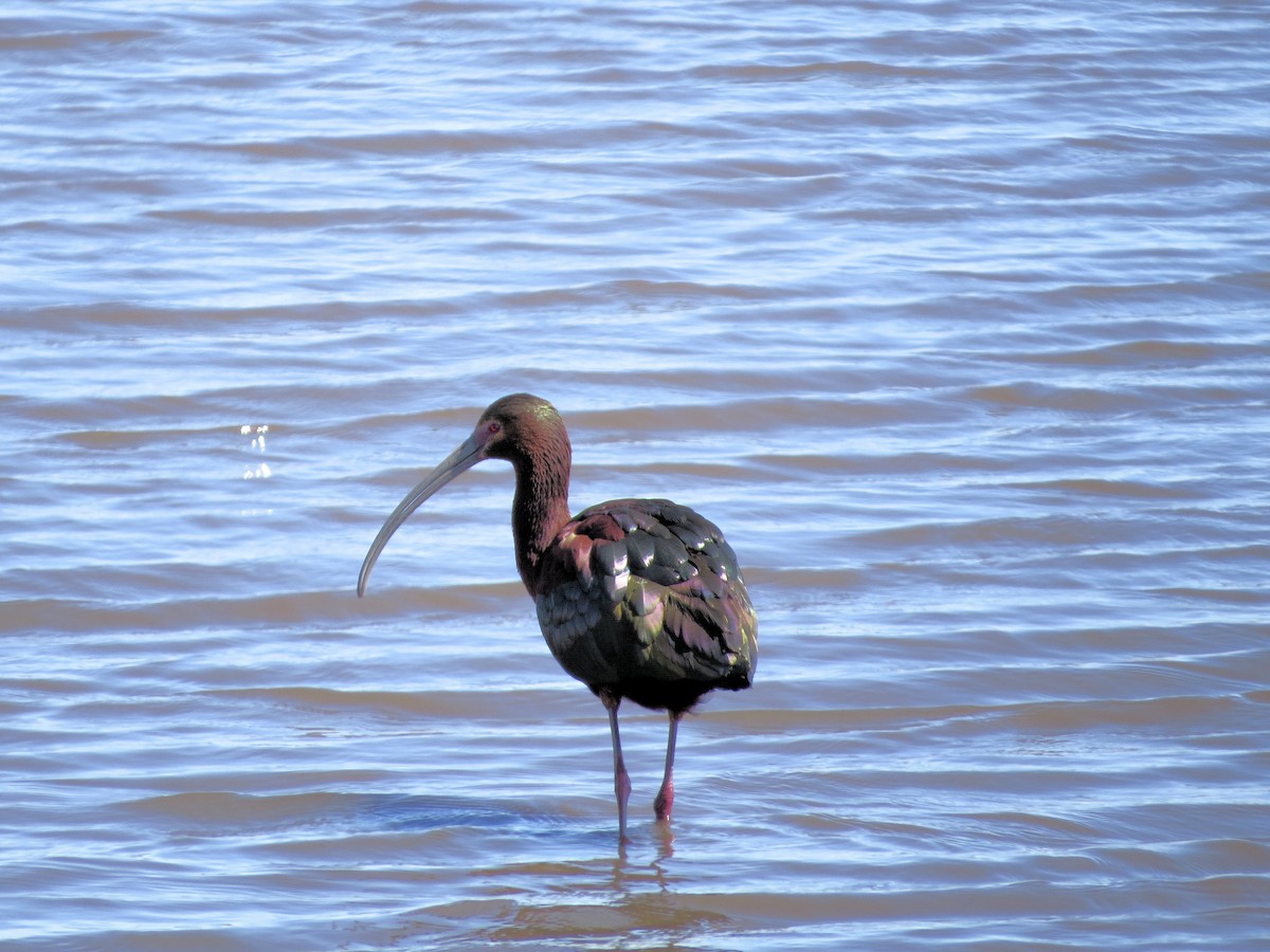 ibis americký - ML618727529