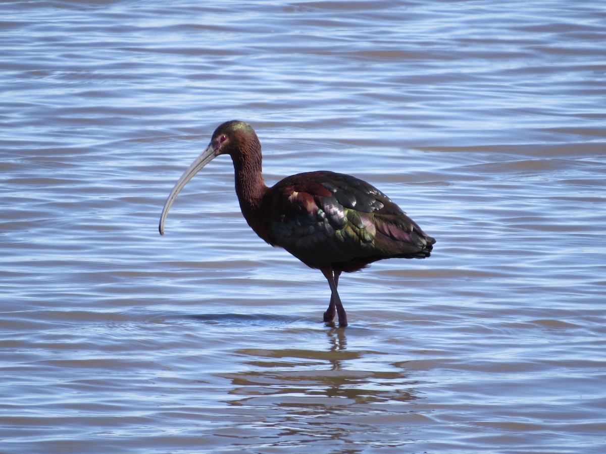 ibis americký - ML618727530