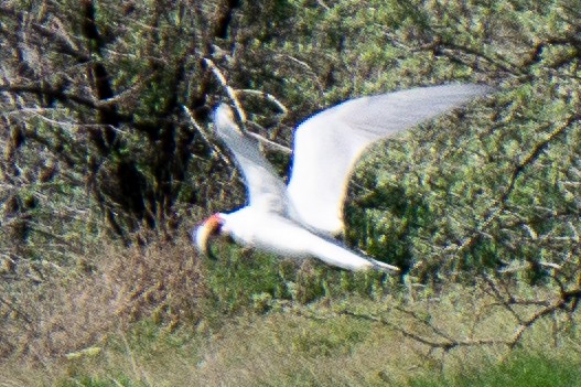 Caspian Tern - ML618727533