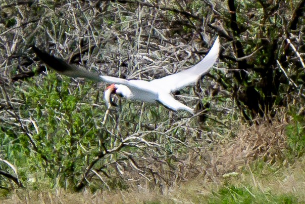 Caspian Tern - ML618727534