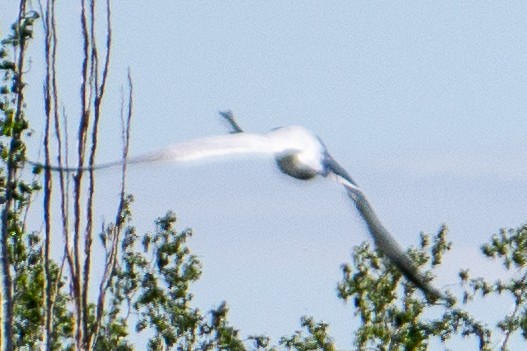 Caspian Tern - ML618727536