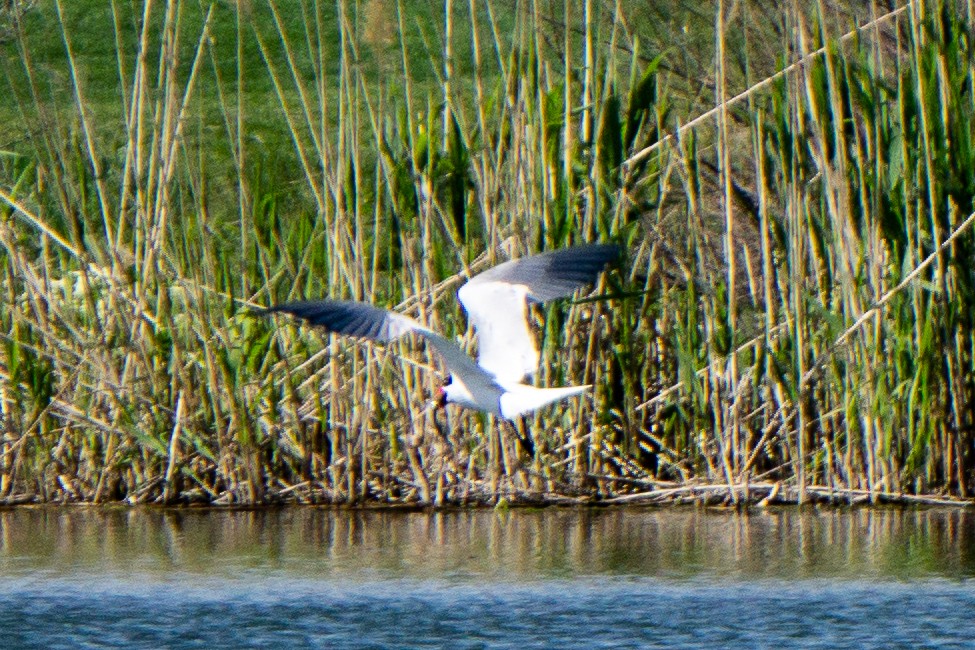 Caspian Tern - ML618727537