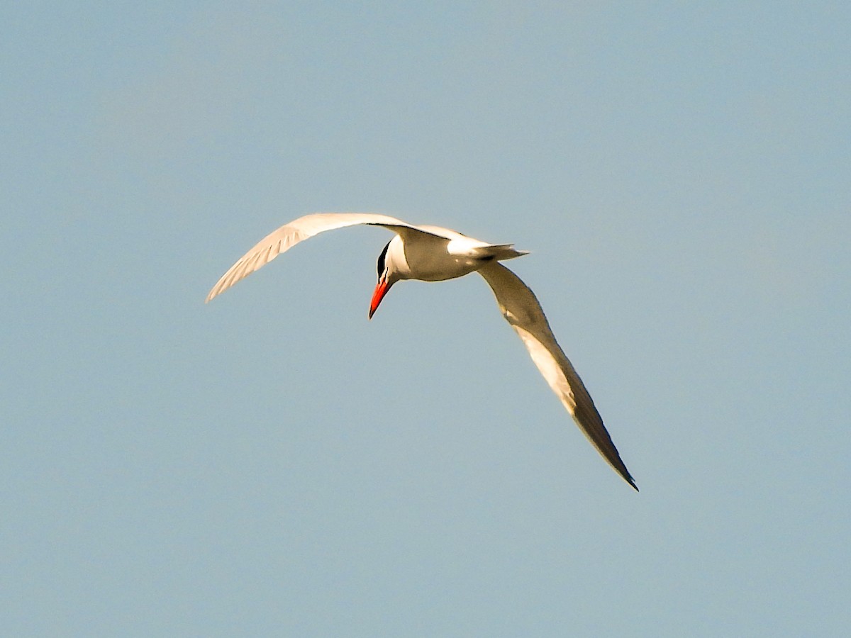 Caspian Tern - ML618727538