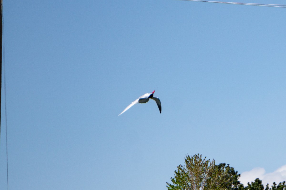 Caspian Tern - ML618727543