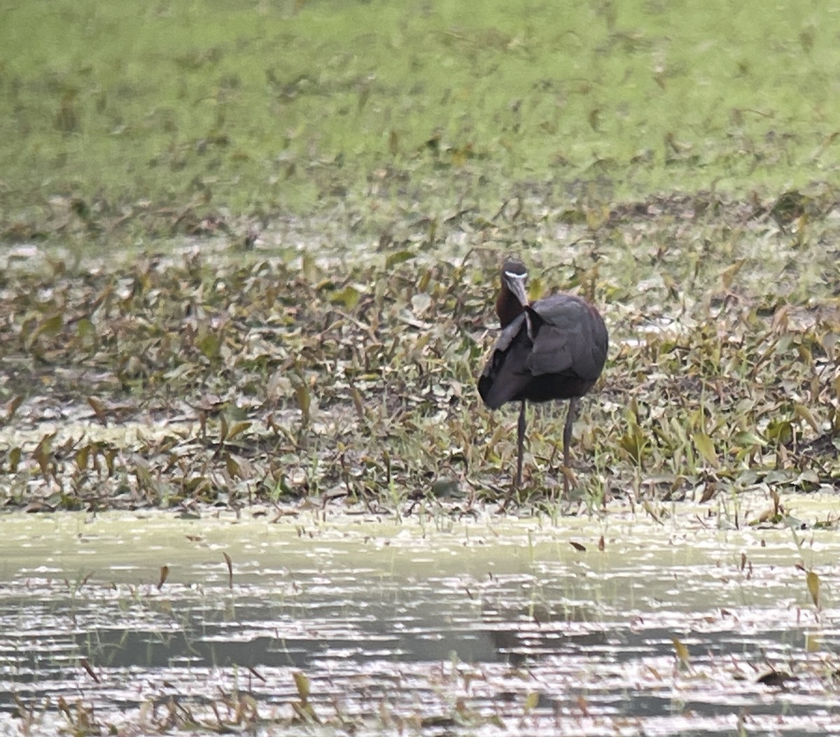 Glossy Ibis - Amy Kearns