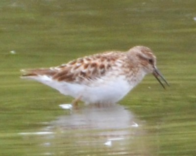 Least Sandpiper - ML618727651