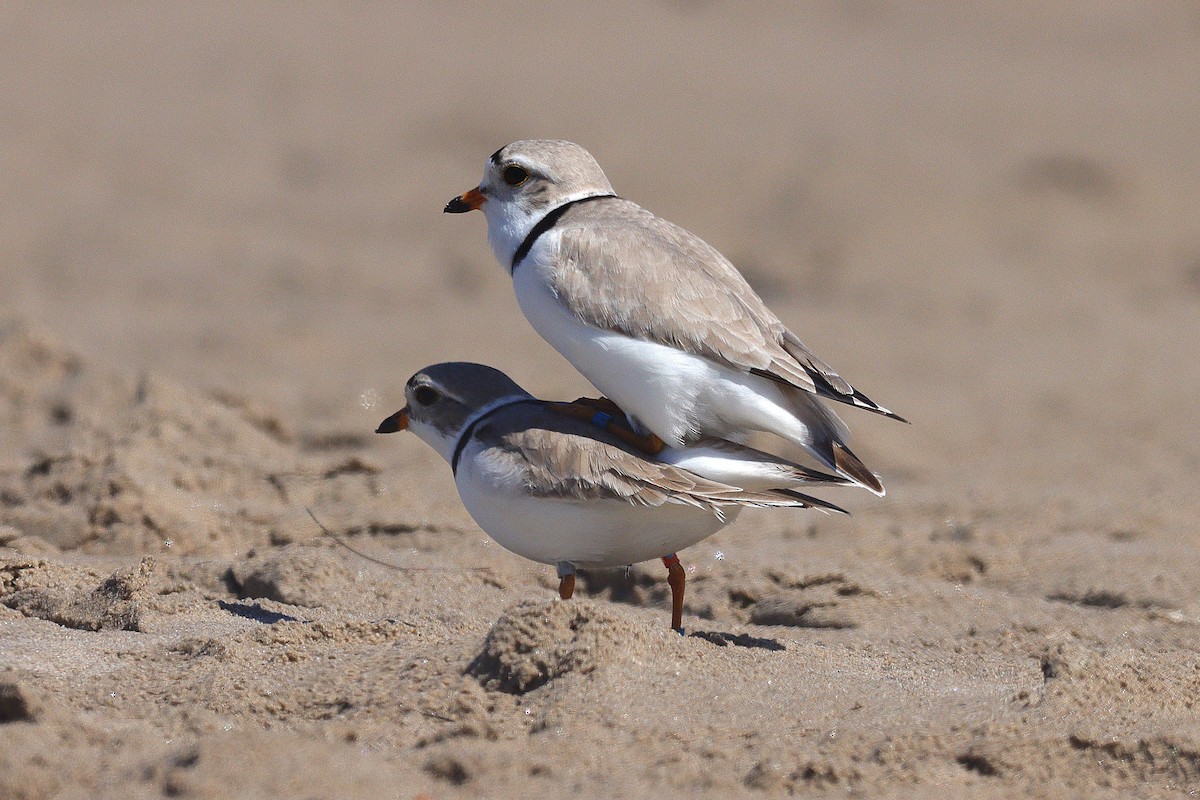 Piping Plover - ML618727684